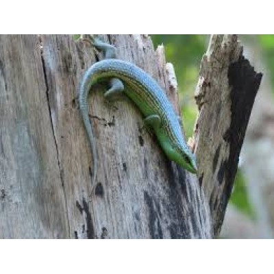 Eslizón de olivo-  olivacea